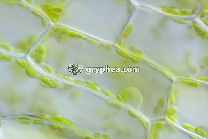 Cellule chlorophyllienne x100 - gryphea.org